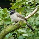 Bulbul d'Arabie