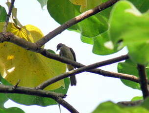 Bulbul de Conrad