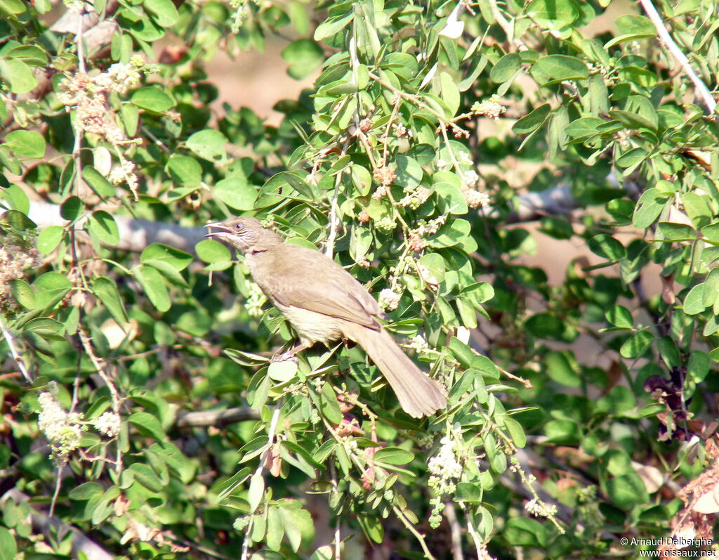 Streak-eared Bulbul