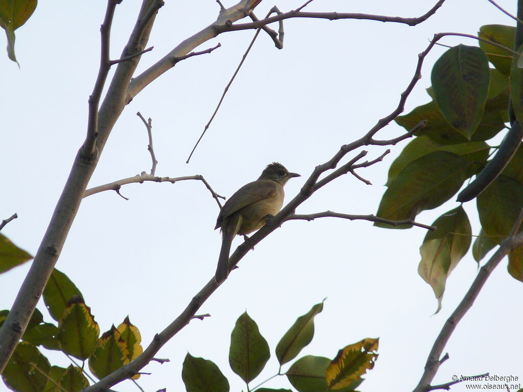 Streak-eared Bulbul