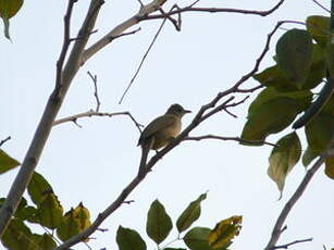 Bulbul de Conrad