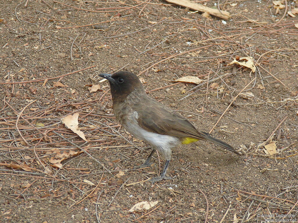 Dodson's Bulbul