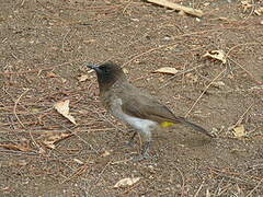 Dodson's Bulbul