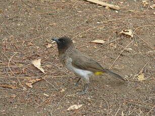 Bulbul de Dodson