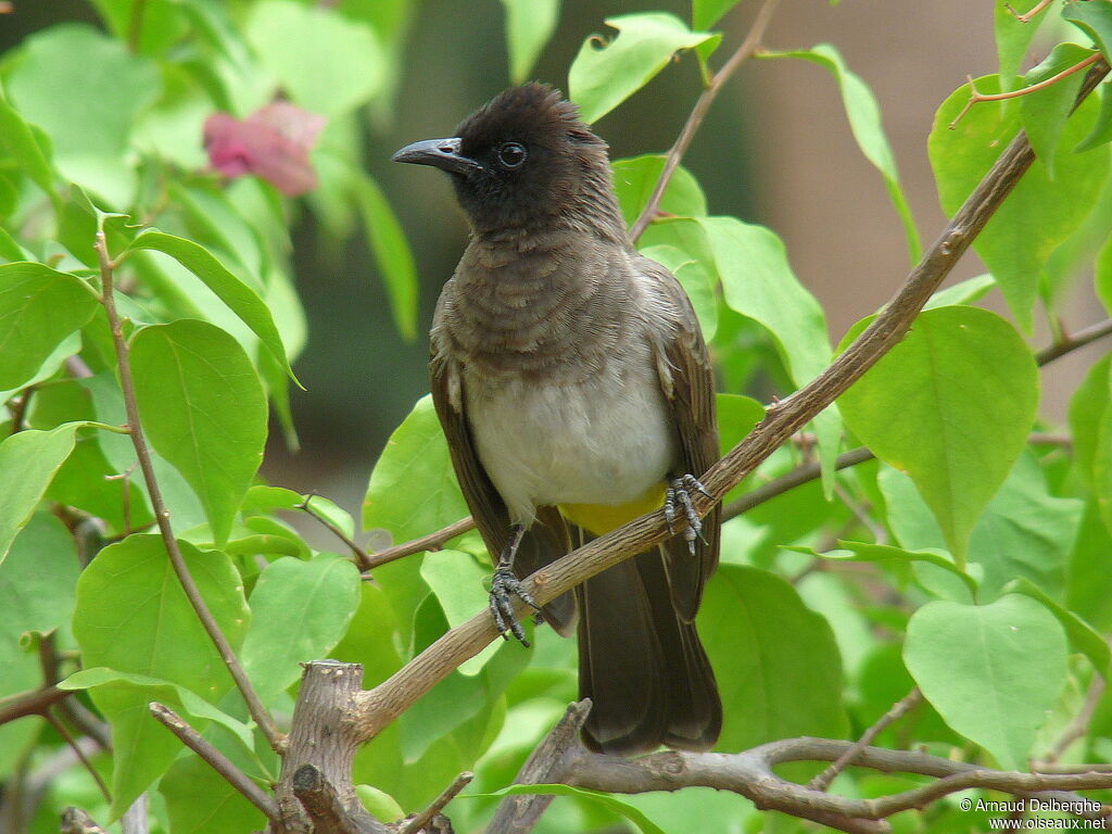 Bulbul de Dodson