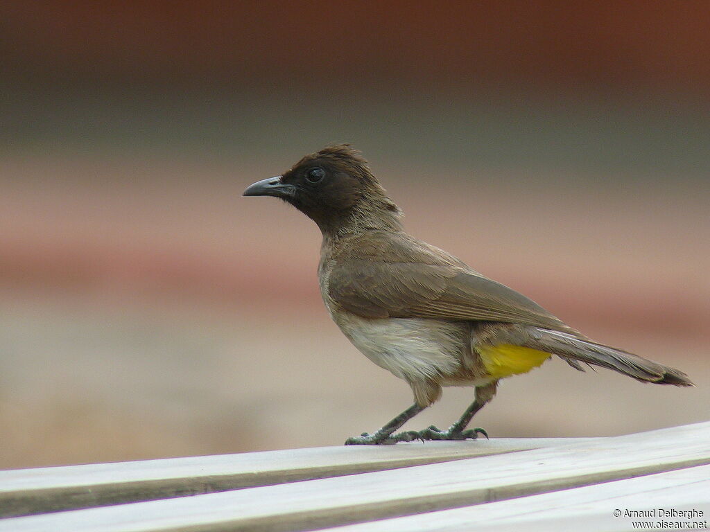 Dodson's Bulbul