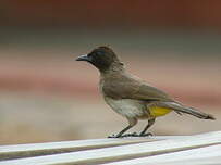 Bulbul de Dodson