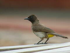 Dodson's Bulbul