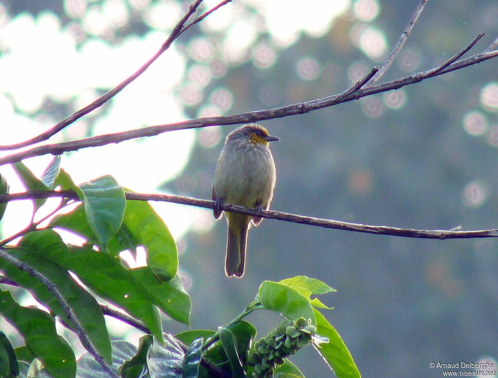 Bulbul de Finlayson