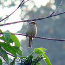 Bulbul de Finlayson