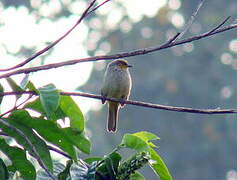 Stripe-throated Bulbul