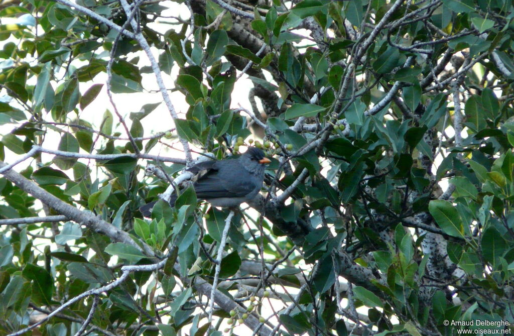 Malagasy Bulbul