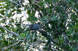 Bulbul de Madagascar