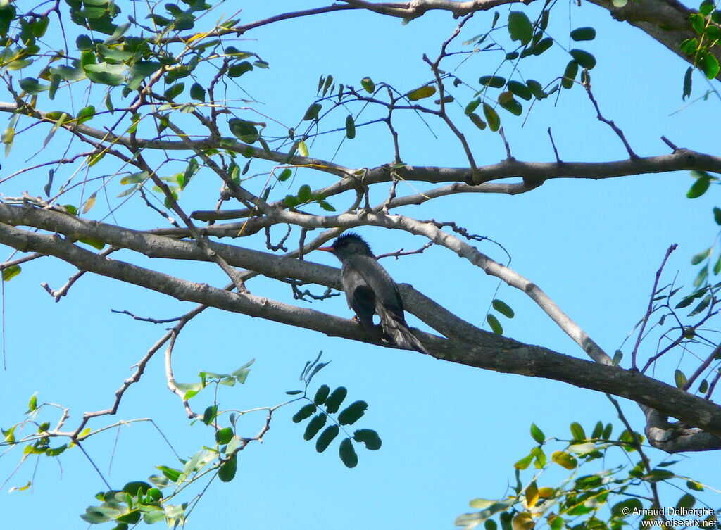 Malagasy Bulbul