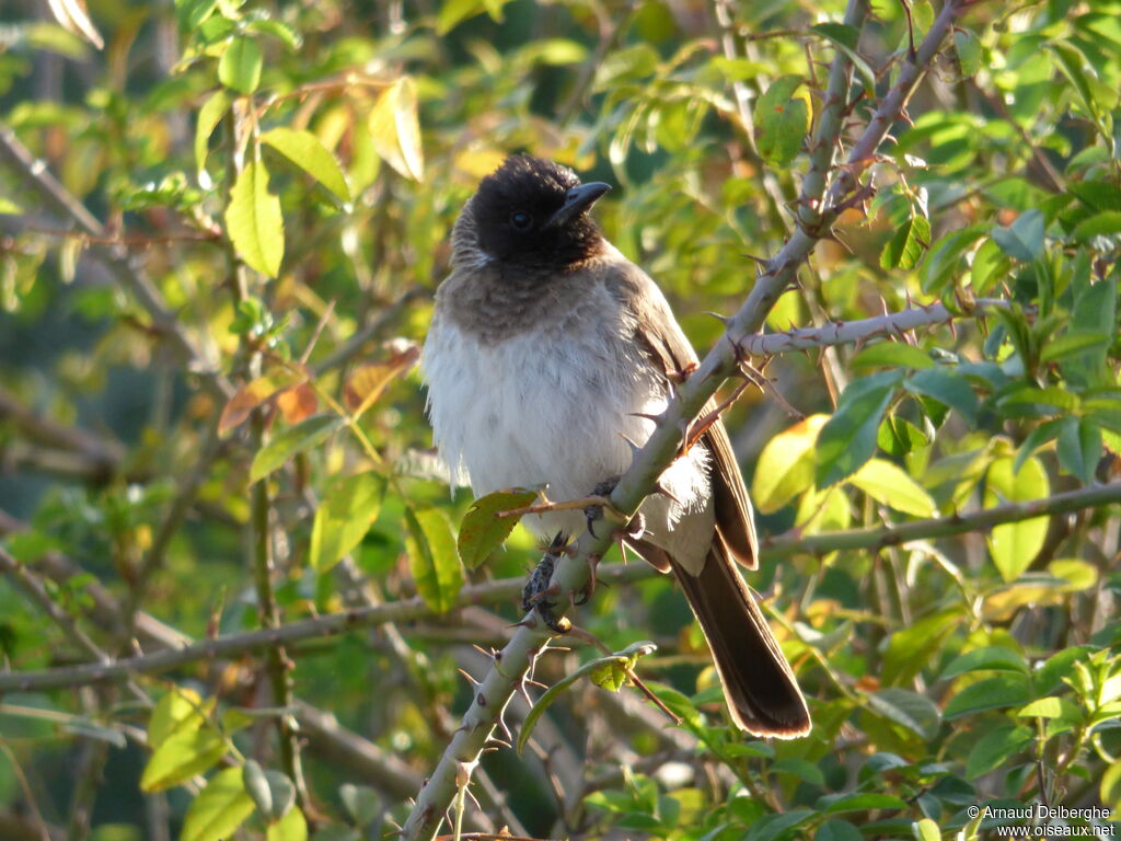 Common Bulbul