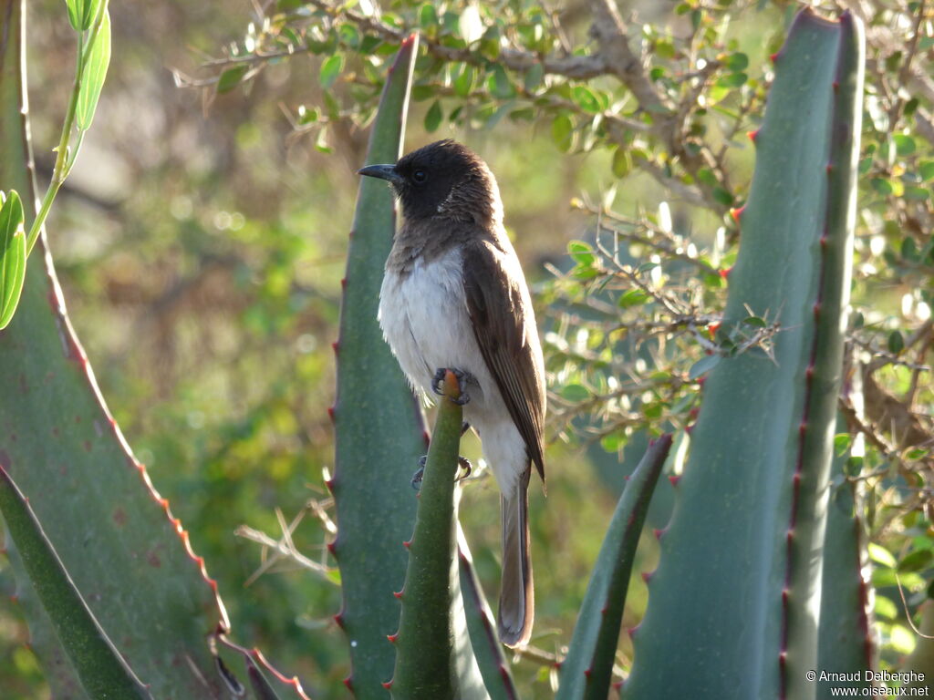 Common Bulbul