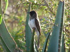 Bulbul des jardins