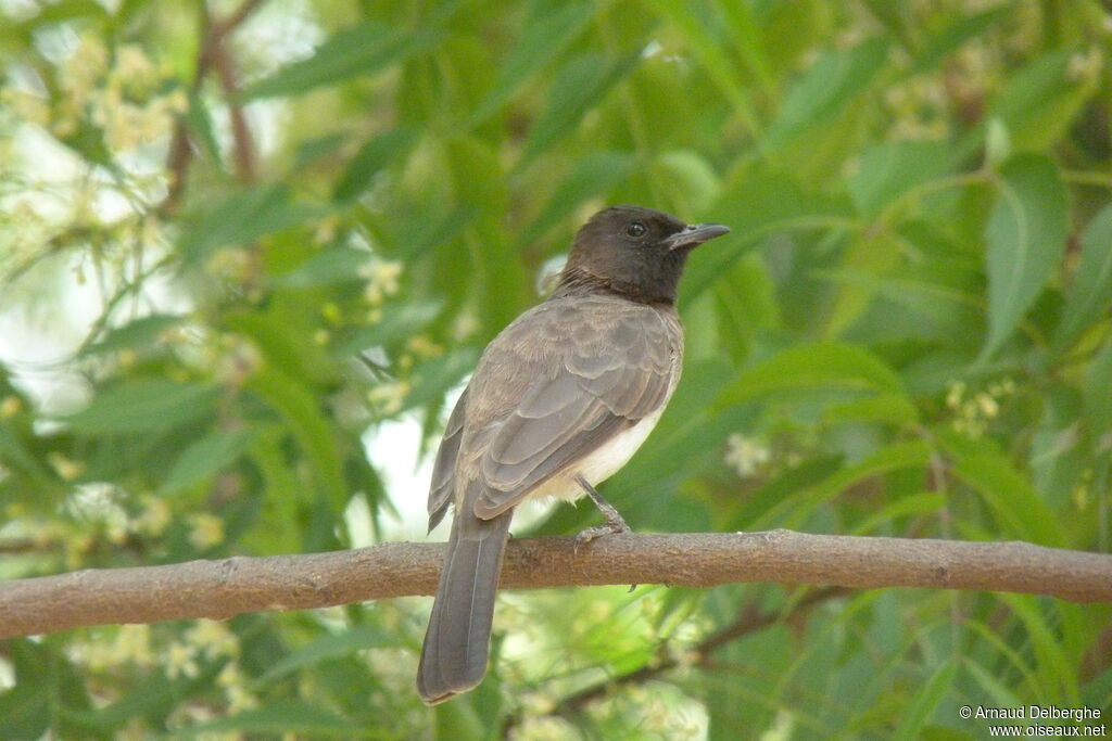 Bulbul des jardins