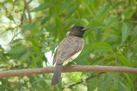 Common Bulbul