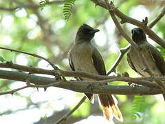 Bulbul des jardins