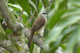 Yellow-vented Bulbul