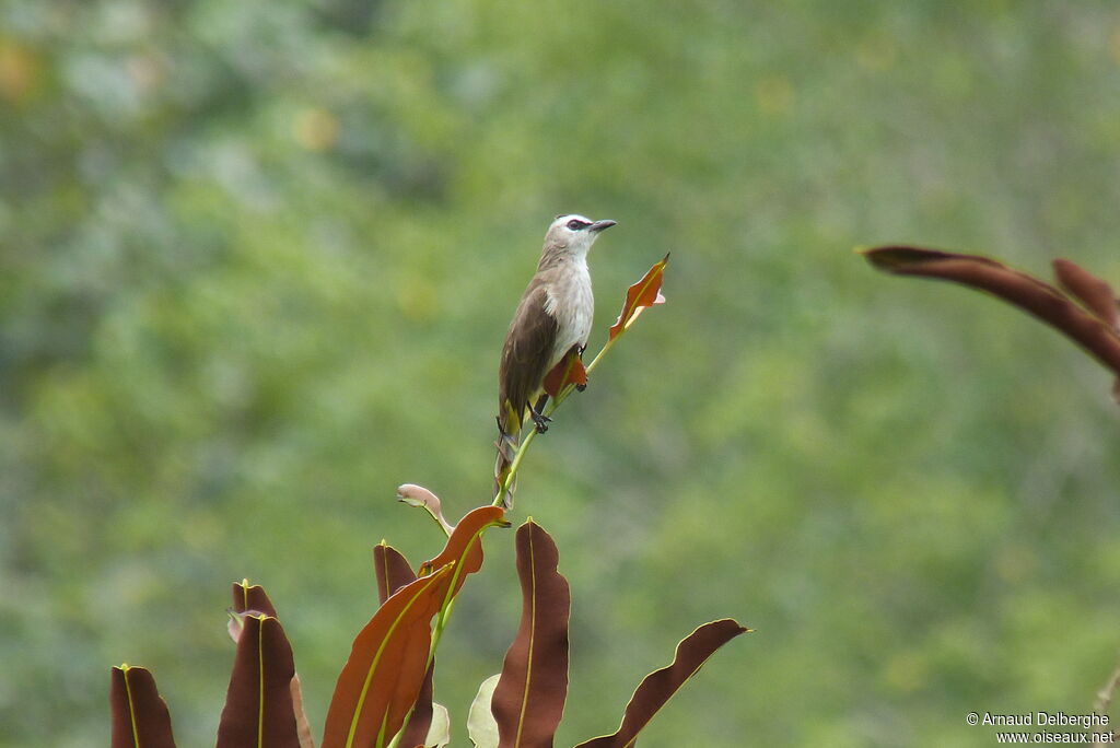 Yellow-vented Bulbul