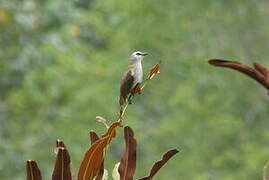 Yellow-vented Bulbul