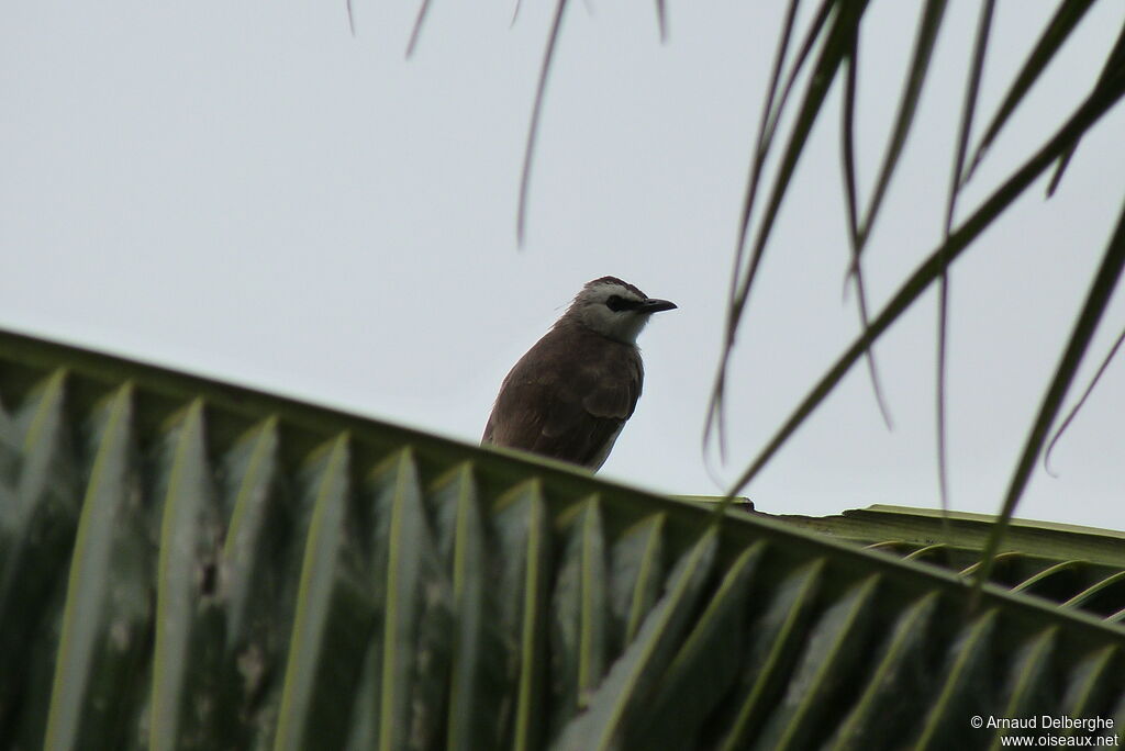 Yellow-vented Bulbul