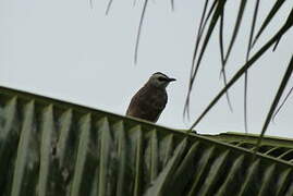 Yellow-vented Bulbul