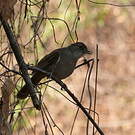 Bulbul jaboteur