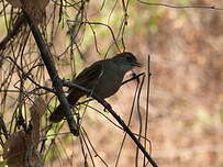 Bulbul jaboteur