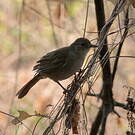 Bulbul jaboteur
