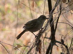 Terrestrial Brownbul