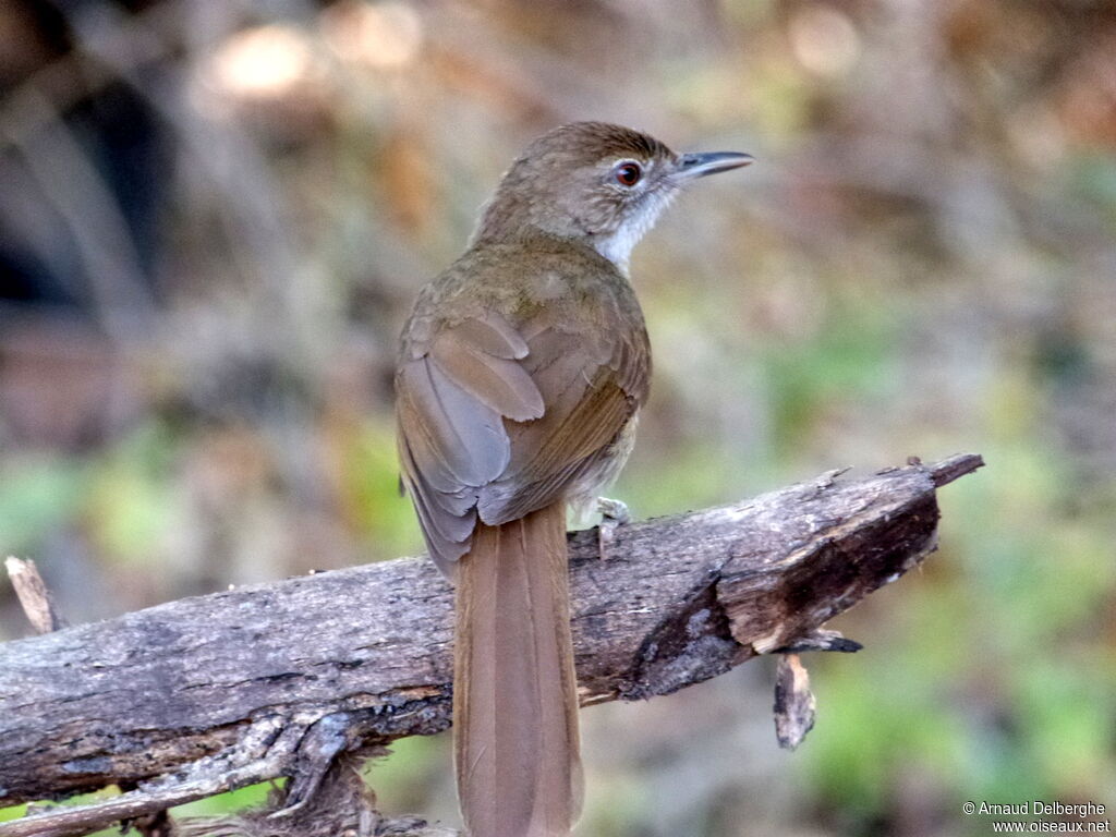 Terrestrial Brownbul