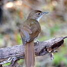 Bulbul jaboteur