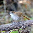 Bulbul jaboteur