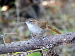 Terrestrial Brownbul