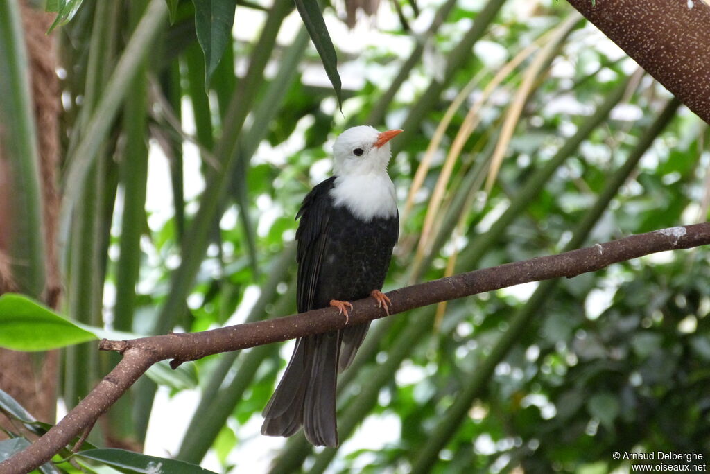 Black Bulbul