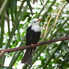 Bulbul noir