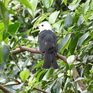 Bulbul noir