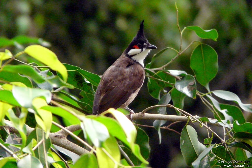 Bulbul orphée