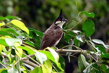 Bulbul orphée