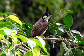 Red-whiskered Bulbul