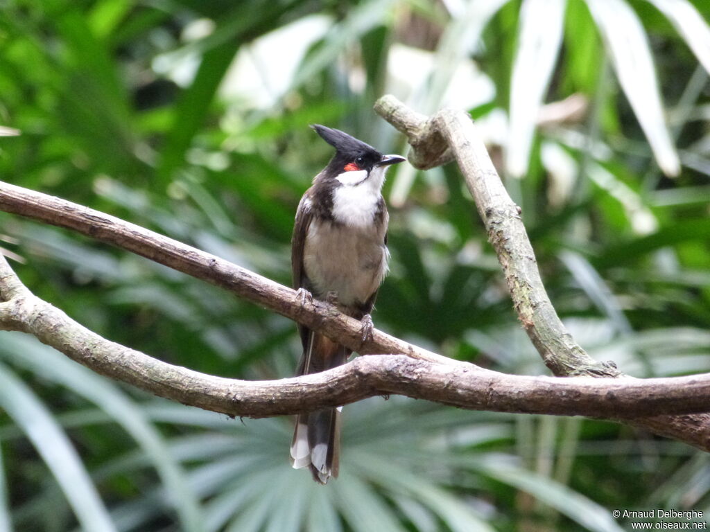 Bulbul orphée