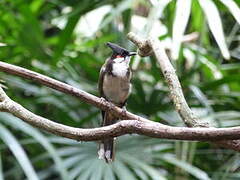 Red-whiskered Bulbul