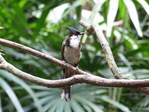 Bulbul orphée