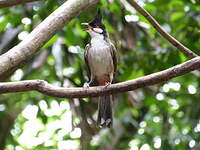 Bulbul orphée