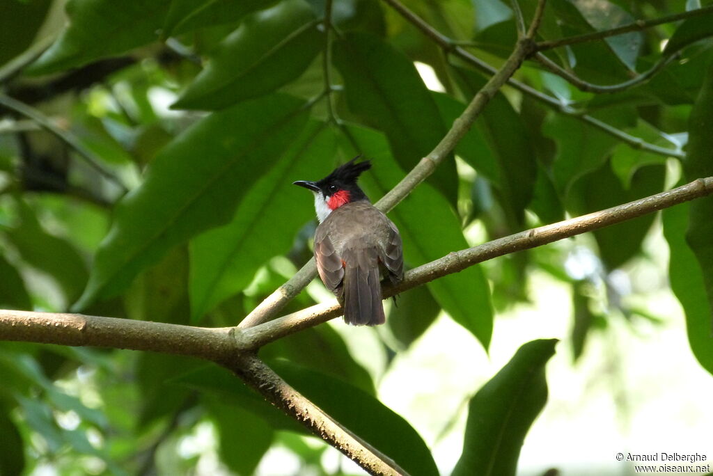 Red-whiskered Bulbul