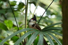 Red-whiskered Bulbul