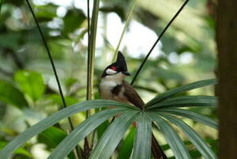 Bulbul orphée